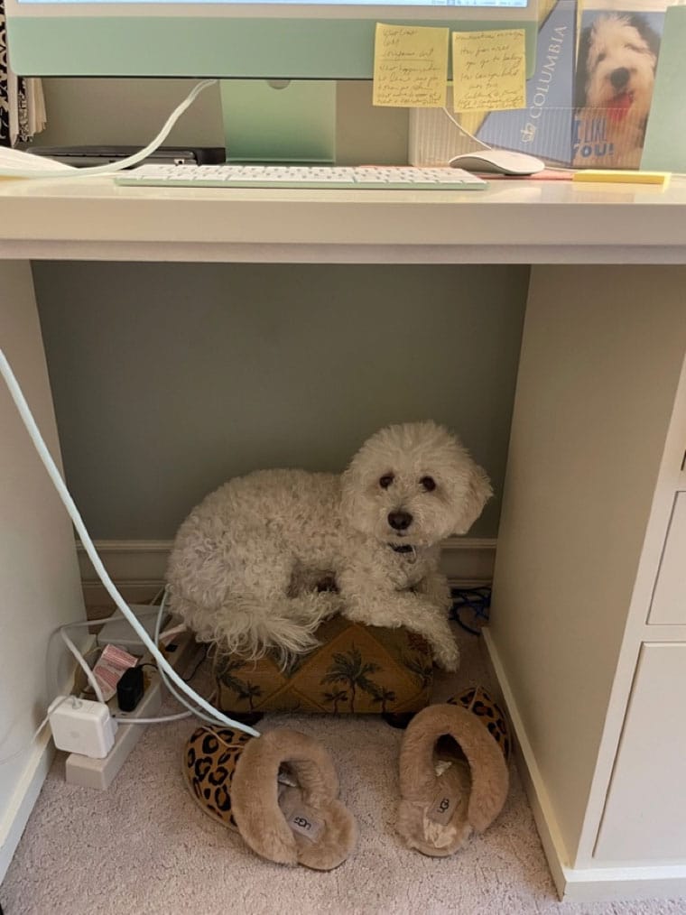 Joey under my desk