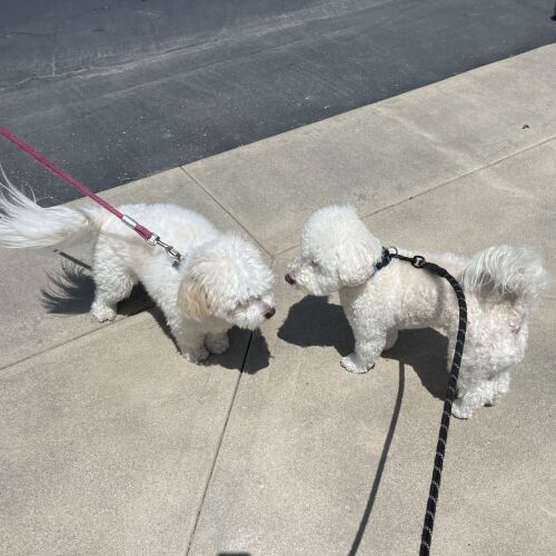 Joey meets a friend on the sidewalk
